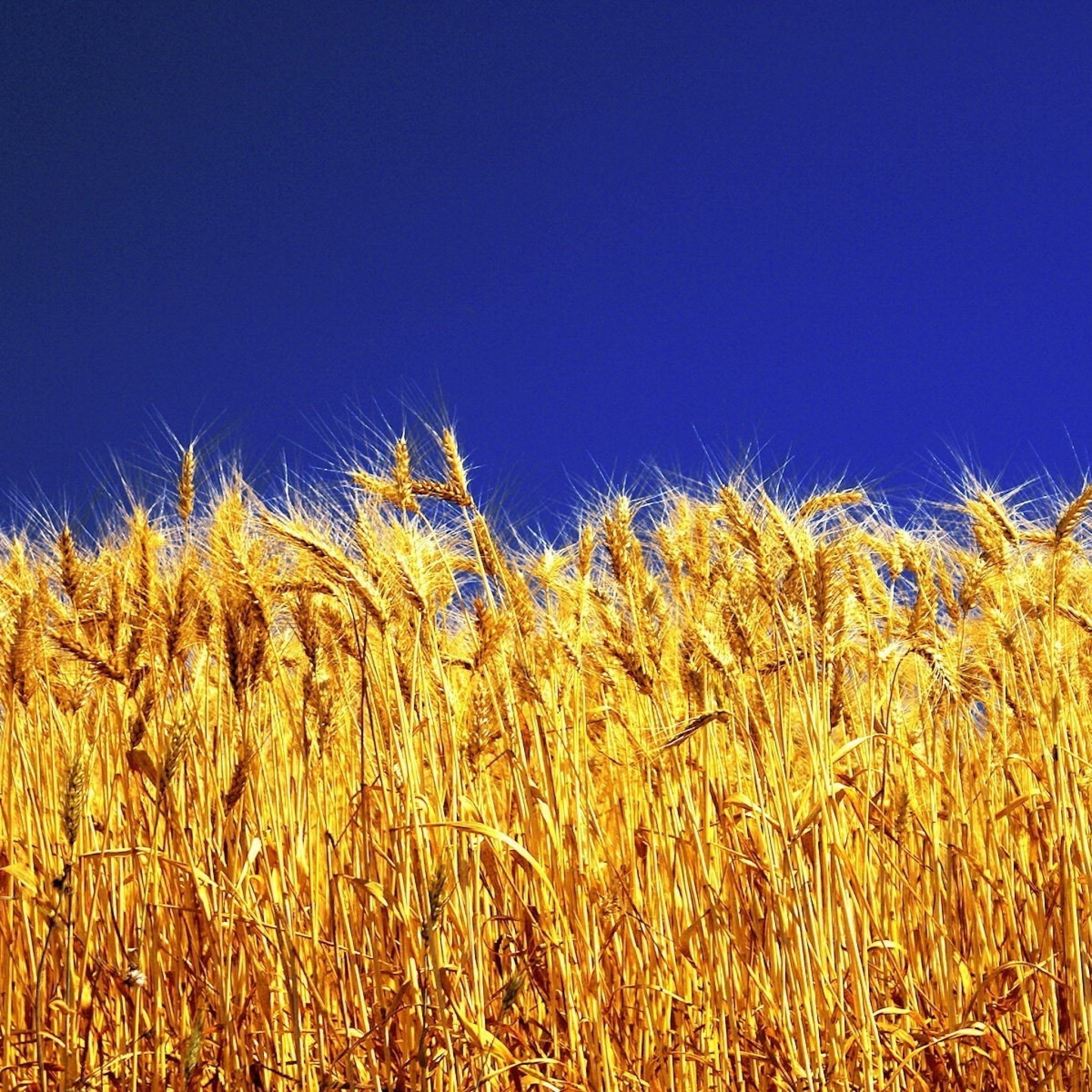 Wheat field – 2 – Ferguson Farms